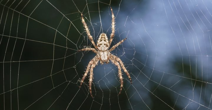 21 Different Types of Spiders in North America